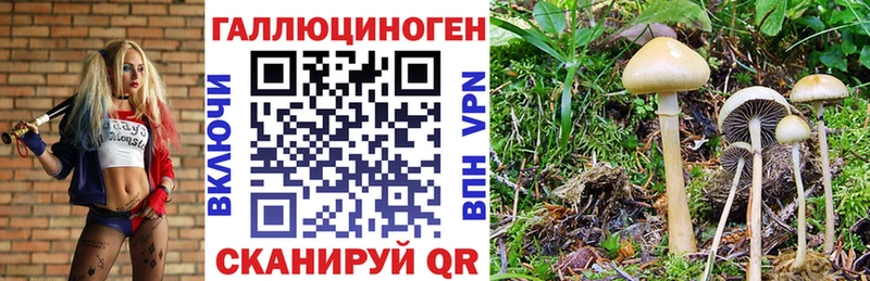 блэк спрут ТОР  Железногорск-Илимский  Галлюциногенные грибы прущие грибы 